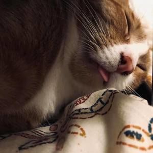 Meet your Posher, 션